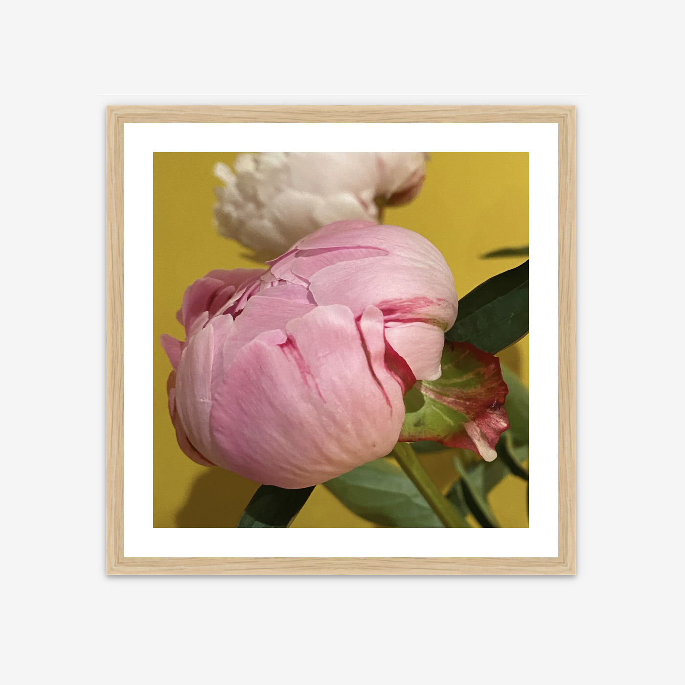 Limited Edition Framed Photo Print - Peonies of Parthenia II