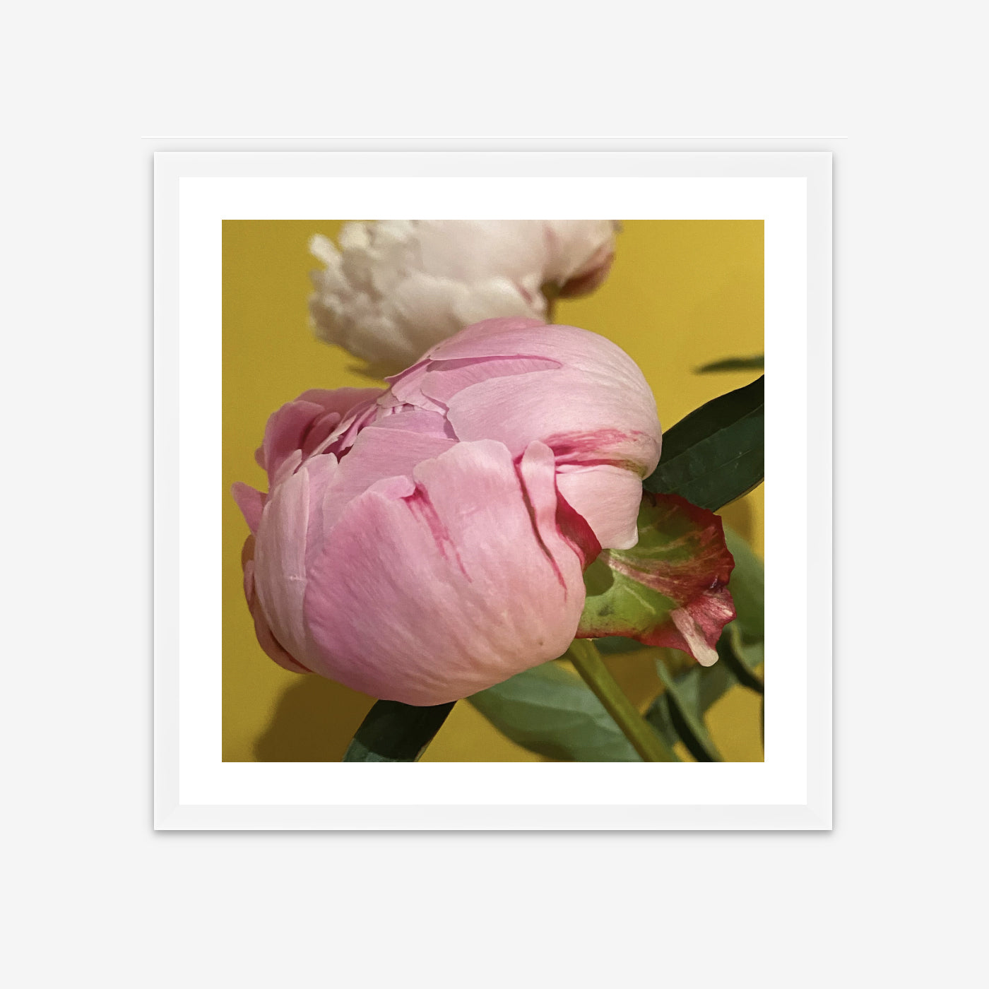 Limited Edition Framed Photo Print - Peonies of Parthenia II