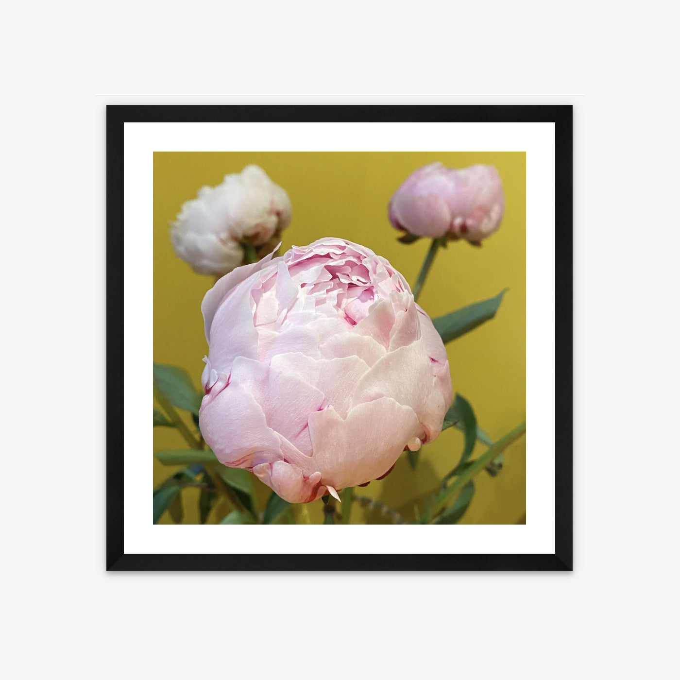 Limited Edition Framed Photo Print - Peonies of Parthenia I