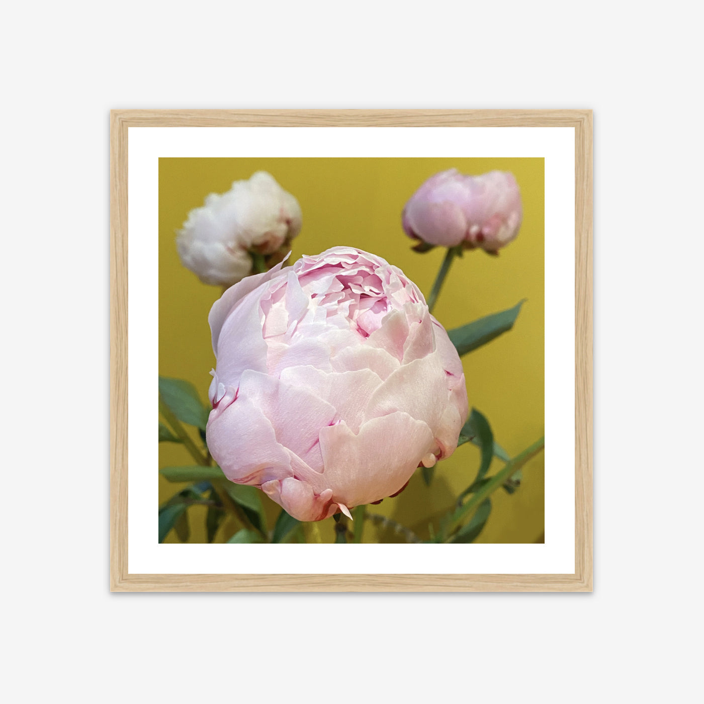 Limited Edition Framed Photo Print - Peonies of Parthenia I