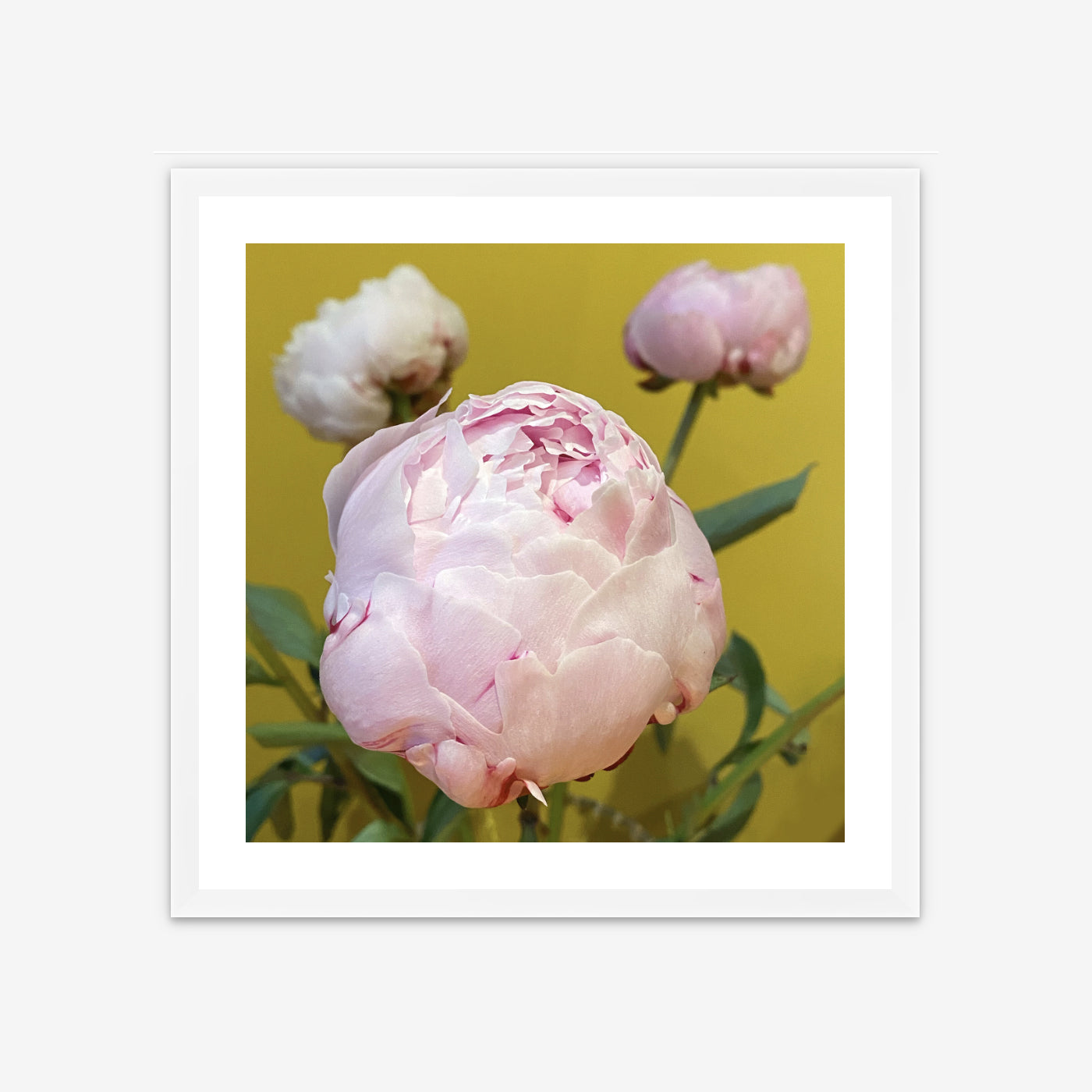 Limited Edition Framed Photo Print - Peonies of Parthenia I