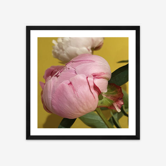 Limited Edition Framed Photo Print - Peonies of Parthenia II