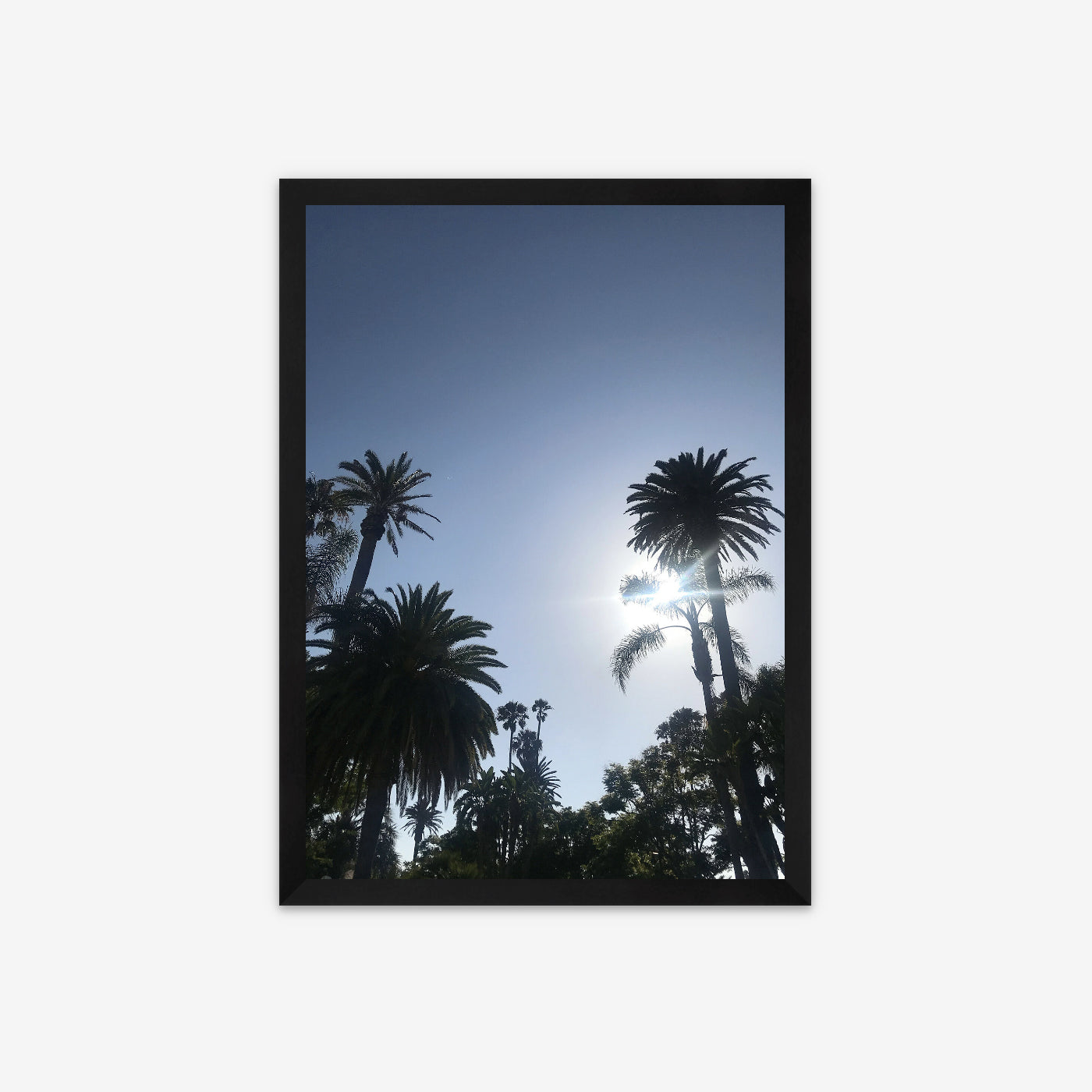 Limited Edition Framed Photo Print - Palm Protectors, Santa Monica